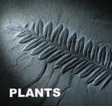 FOSSILISED WOOD AND PLANTS