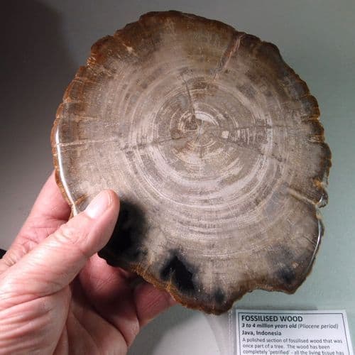 FOSSILISED WOOD - Beautiful preservation with growth rings - Java Indonesia