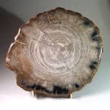 FOSSILISED WOOD - Beautiful preservation with growth rings - Java, Indonesia