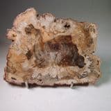 FOSSILISED WOOD (CUT AND POLISHED SLICE) - 180 million years old - Madagascar