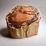 FOSSILISED WOOD (fine polished example) - 225 million years old - Arizona, USA