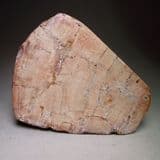 FOSSILISED WOOD (GORGEOUS CUT AND POLISHED SLAB) - Nigeria