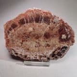 FOSSILISED WOOD - Madagascar