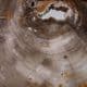 FOSSILISED WOOD  (VERY FINE POLISHED SLICE) -  20 million years old -  Oregon, USA