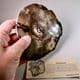FOSSILISED WOOD  (VERY FINE POLISHED SLICE) -  20 million years old -  Oregon, USA