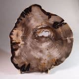 FOSSILISED WOOD (VERY FINE POLISHED SLICE) - 20 million years old - Oregon, USA