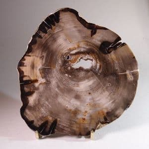 FOSSILISED WOOD (VERY FINE POLISHED SLICE) - 20 million years old - Oregon, USA