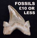 FOSSILS FOR £10 OR LESS - our low cost fossils are grouped together here