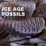 FOSSILS FROM THE ICE AGE