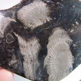 FROSTERLEY MARBLE - 325 million years old - County Durham