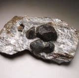 GARNET CRYSTALS IN MICA SCHIST - Pakistan