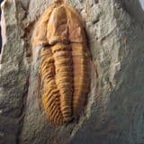 GORGEOUS CAMBRIAN TRILOBITE - 510 million years old - Morocco
