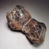 GORGEOUS DINOSAUR BONE - 125 million years old - Isle of Wight