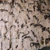 GRAPHIC GRANITE (LARGE SPECIMEN) - Norway