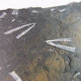 GRAPTOLITES - 470 million years old - Wales