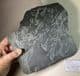 GRAPTOLITES - LARGE AND IMPRESSIVE SPECIMEN  -  470 million years old  - Dyfed, Wales