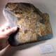 GRAPTOLITES - LARGE AND IMPRESSIVE SPECIMEN  -  470 million years old  - Dyfed, Wales