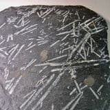 GRAPTOLITES - LARGE AND IMPRESSIVE SPECIMEN - 470 million years old - Dyfed, Wales