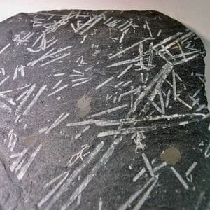 GRAPTOLITES - LARGE AND IMPRESSIVE SPECIMEN - 470 million years old - Dyfed, Wales