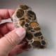 HERTFORDSHIRE  PUDDINGSTONE (CUT AND POLISHED SLICE)