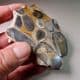 HERTFORDSHIRE PUDDINGSTONE (CUT AND POLISHED SLICE)
