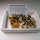 HERTFORDSHIRE  PUDDINGSTONE  (CUT AND POLISHED SLICE)