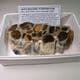 HERTFORDSHIRE  PUDDINGSTONE (CUT AND POLISHED SLICE)