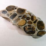 HERTFORDSHIRE PUDDINGSTONE (CUT AND POLISHED SLICE)
