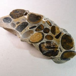 HERTFORDSHIRE PUDDINGSTONE (CUT AND POLISHED SLICE)