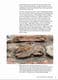 HERTFORDSHIRE PUDDINGSTONE: ORIGIN, HISTORY AND FOLKLORE (NEW COPY)