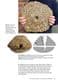 HERTFORDSHIRE PUDDINGSTONE: ORIGIN, HISTORY AND FOLKLORE (NEW COPY)