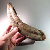 HIPPOPOTAMUS TOOTH - 120,000 years old - Norfolk