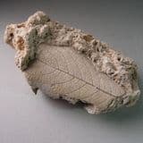 HOLOCENE TUFA WITH LEAF IMPRESSIONS - 12,000 years old - North Wales