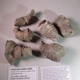 HORN CORAL (RUGOSE CORAL) - 375 million years old - Canada