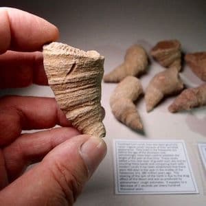 HORN CORAL (RUGOSE CORAL) - 400 million years old - Morocco