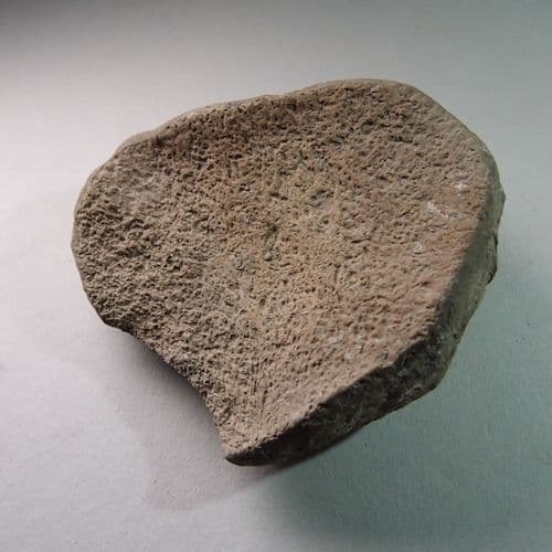 ICHTHYOSAUR PADDLE BONE - Peterborough