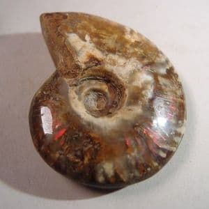 IRIDESCENT AMMONITE (POLISHED) - 110 million years old - Madagascar