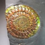 IRIDESCENT AMMONITE - Somerset