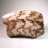 JURASSC AMMONITE (PART OF) SHOWING SUTURES - Yorkshire