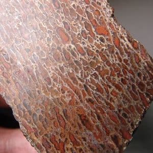JURASSIC AGATISED DINOSAUR BONE (UNPOLISHED SLICE) - 155 million years old - Utah, USA