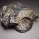 JURASSIC AMMONITE  -  155 million years old -  Corby, Northamptonshire