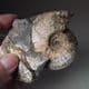 JURASSIC AMMONITE  -  155 million years old -  Corby, Northamptonshire
