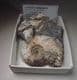 JURASSIC AMMONITE  -  155 million years old -  Corby, Northamptonshire