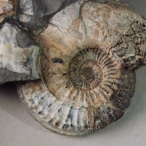 JURASSIC AMMONITE  -  155 million years old -  Corby, Northamptonshire