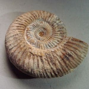 JURASSIC AMMONITE - 160 million years old - Madagascar
