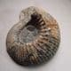 JURASSIC AMMONITE - 165 million years old  -   Ashton Keynes, Wiltshire