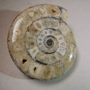 JURASSIC AMMONITE - 165 million years old  -   Ashton Keynes, Wiltshire