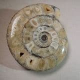 JURASSIC AMMONITE - 165 million years old - Ashton Keynes, Wiltshire