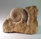 JURASSIC AMMONITE - 165 million years old - France