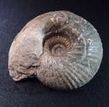 JURASSIC AMMONITE - 165 million years old - Wiltshire